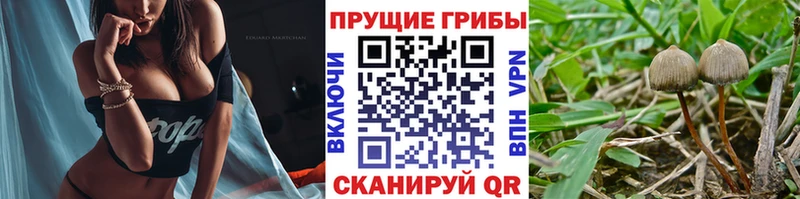 наркота  Новоаннинский  Псилоцибиновые грибы Magic Shrooms 